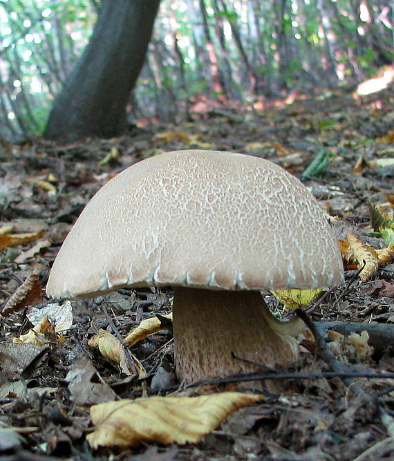 hríb dubový Boletus reticulatus Schaeff.