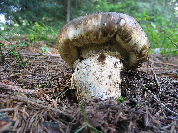 náramkovka cisárska Catathelasma imperiale (P. Karst.) Singer