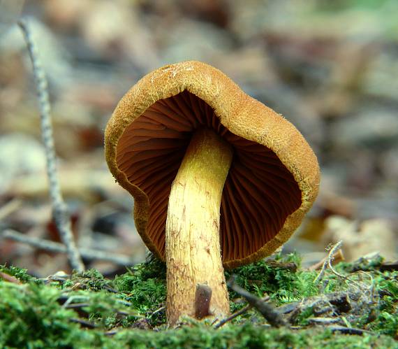 pavučinovec  Cortinarius Dermocybe sp.