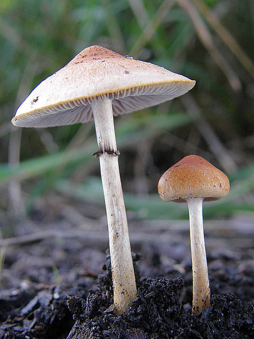 strapcovka  Hypholoma tuberosum