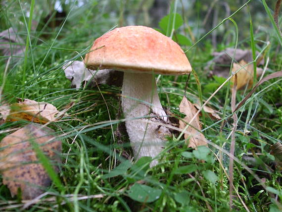 kozák osikový Leccinum albostipitatum den Bakker & Noordel.