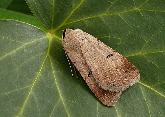 morica viková  Lygephila craccae