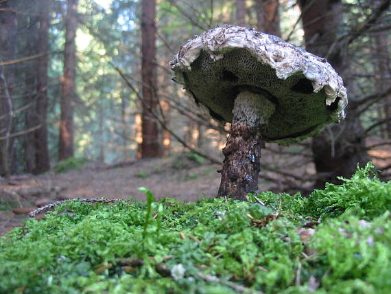 šiškovec šupinatý Strobilomyces strobilaceus (Scop.) Berk.