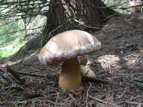 podhríb žlčový Tylopilus felleus (Bull.) P. Karst.