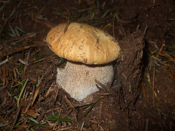 hríb smrekový boletus edulis Bull.