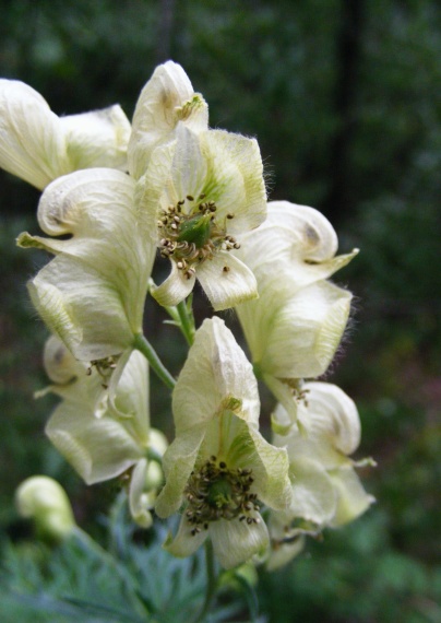 prilbica jedhoj Aconitum anthora L.