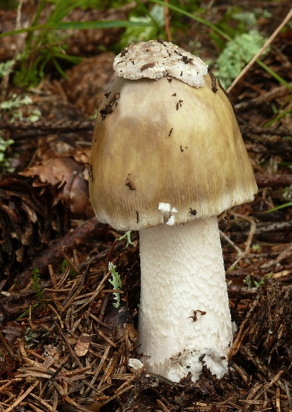 muchotrávka umbrovožltá Amanita battarrae (Boud.) Bon