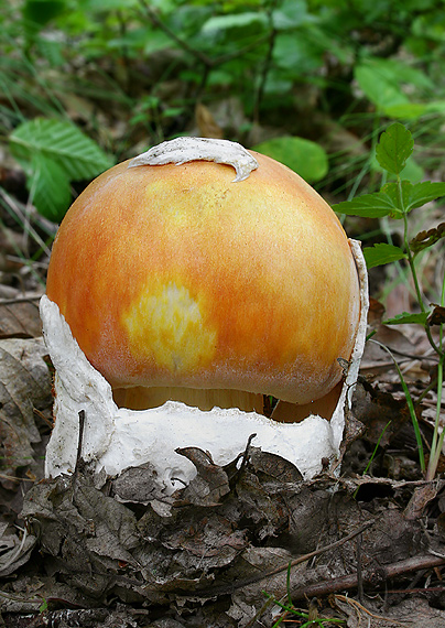 muchotrávka cisárska Amanita caesarea (Scop.) Pers.