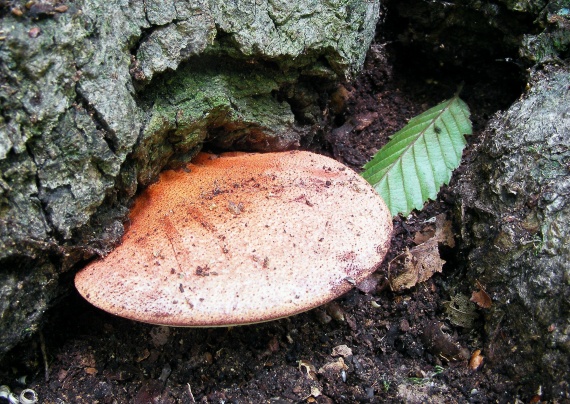 pečeňovec dubový Fistulina hepatica (Schaeff.) With.