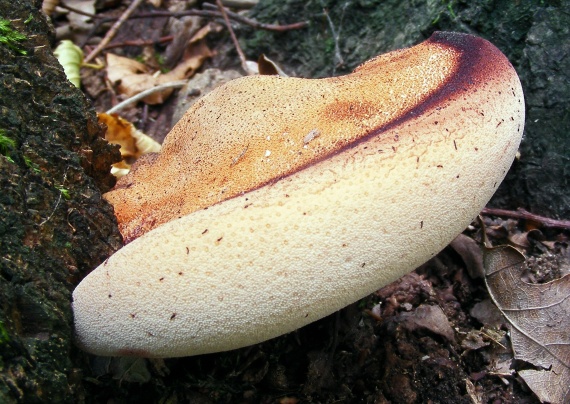 pečeňovec dubový Fistulina hepatica (Schaeff.) With.