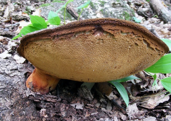 pečeňovec dubový Fistulina hepatica (Schaeff.) With.