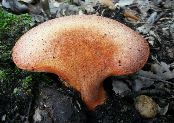 pečeňovec dubový Fistulina hepatica (Schaeff.) With.