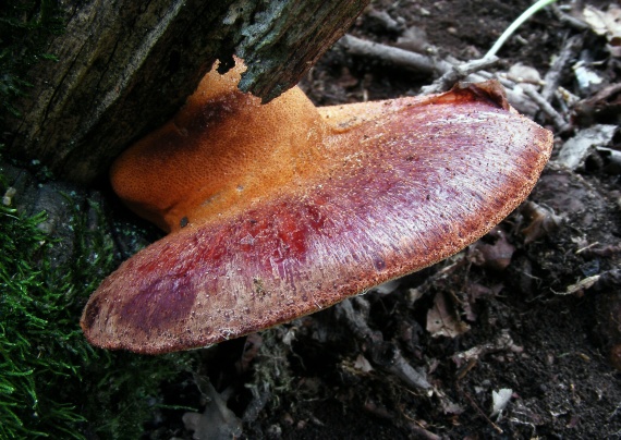 pečeňovec dubový Fistulina hepatica (Schaeff.) With.