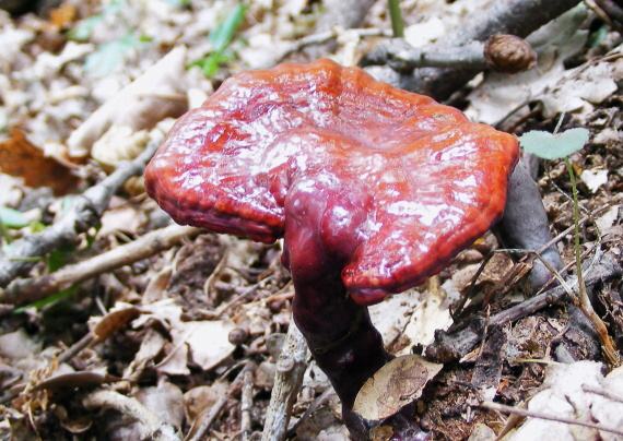 lesklokôrovka obyčajná Ganoderma lucidum (Curtis) P. Karst.