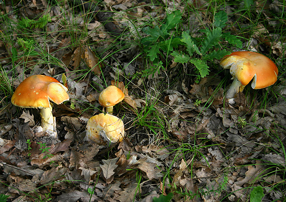 muchotrávka cisárska Amanita caesarea (Scop.) Pers.