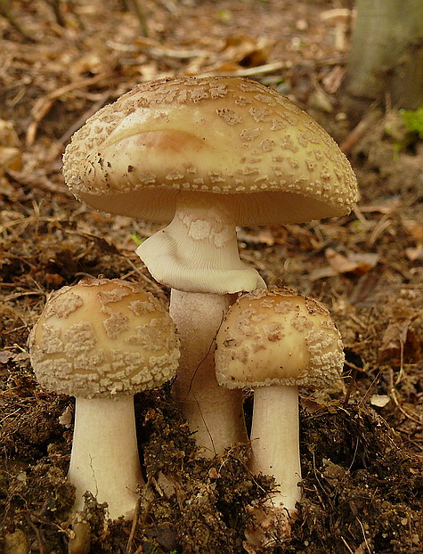 muchotrávka červenkastá Amanita rubescens Pers.