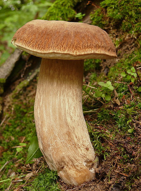 hríb dubový Boletus reticulatus Schaeff.