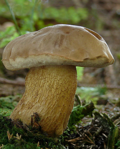 podhríb žlčový Tylopilus felleus (Bull.) P. Karst.