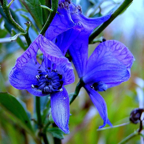 prilbica rôznofarebná -oměj pestrý ACONITUM VARIEGATUM L.