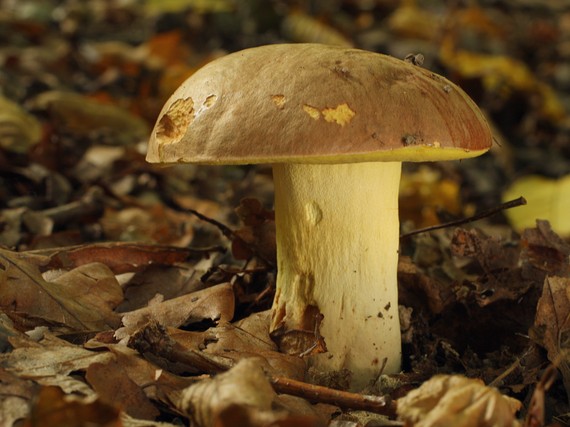 hríb príveskatý Butyriboletus appendiculatus (Schaeff. ex Fr.) Secr.