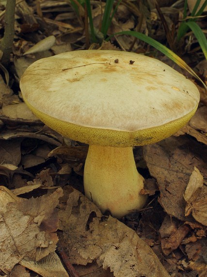 hríb striebristý Butyriboletus fechtneri (Velen.) D. Arora & J.L. Frank