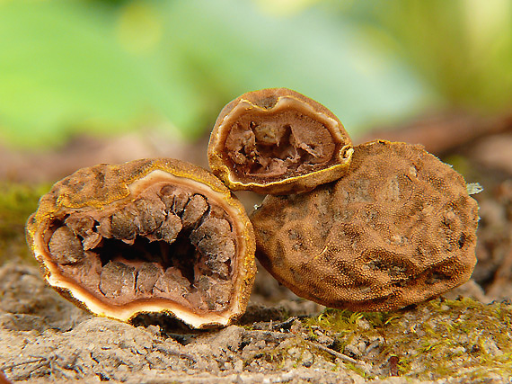 srnka Elaphomyces cf. asperulus