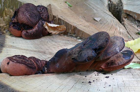 pečenovec dubový Fistulina hepatica (Schaeff.) With.