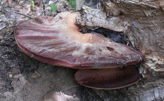 pečenovec dubový Fistulina hepatica (Schaeff.) With.