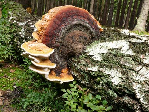 troudnatec pásovaný - Práchnovček pásikavý Fomitopsis pinicola  (Sw.) P. Karst.