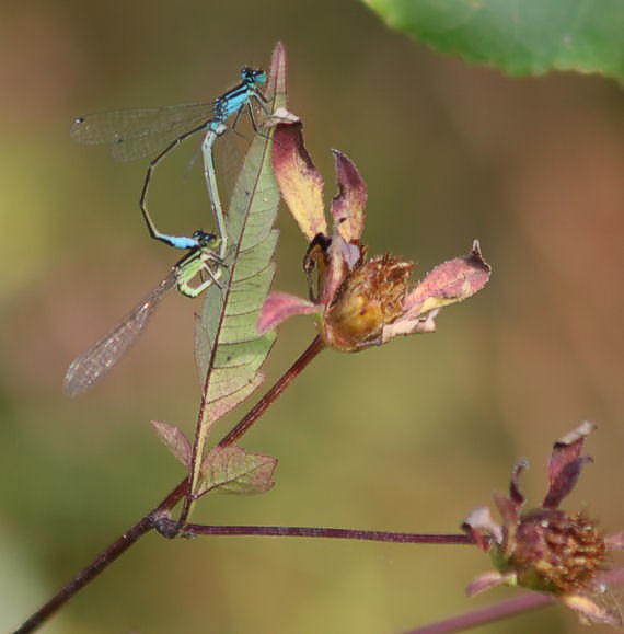 šidielko väčšie Ischnura elegans