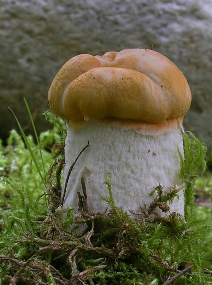 kozák osikový Leccinum albostipitatum den Bakker & Noordel.