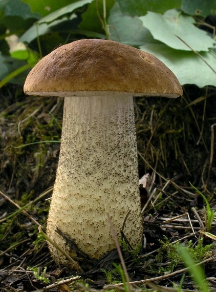 kozák brezový Leccinum scabrum (Bull.) Gray