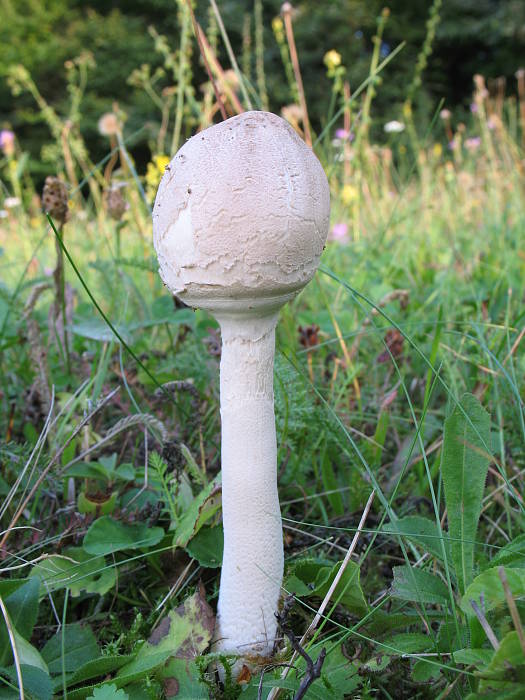 bedľa Konradova Macrolepiota konradii (Huijsman ex P.D. Orton) M.M. Moser