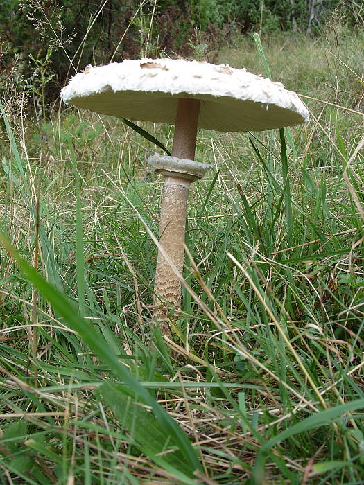 bedľa vysoká Macrolepiota procera (Scop.) Singer