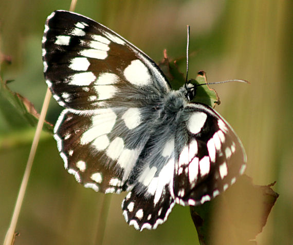 očkáň timotejkový  Melanargia galathea