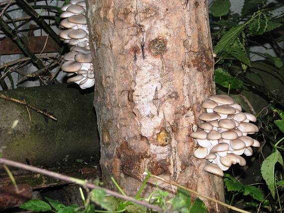 hliva ustricovitá Pleurotus ostreatus (Jacq.) P. Kumm.