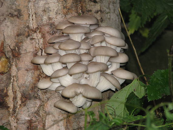 hliva ustricovitá Pleurotus ostreatus (Jacq.) P. Kumm.