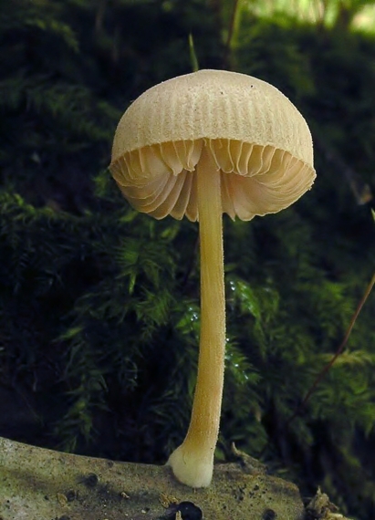 štítovka Pluteus sp.