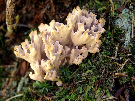 strapačka-Kuřátka Ramaria sp.