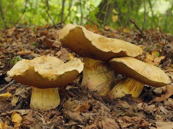 hríb Le Galovej Rubroboletus legaliae (Pilát & Dermek) Della Maggiora & Trassin.