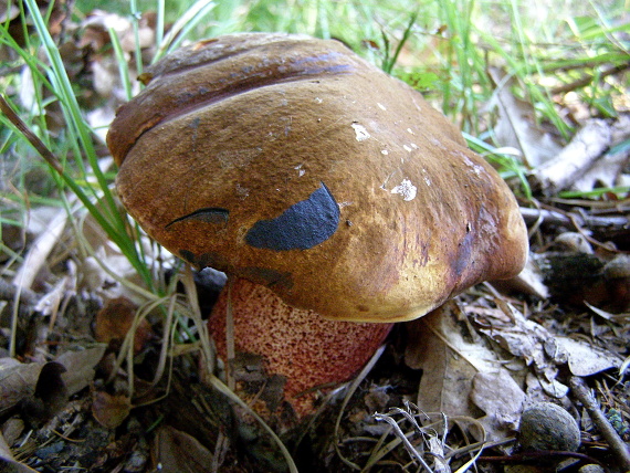 hríb zrnitohlúbikový (kovář) Sutorius luridiformis (Rostk.) G. Wu & Zhu L. Yang