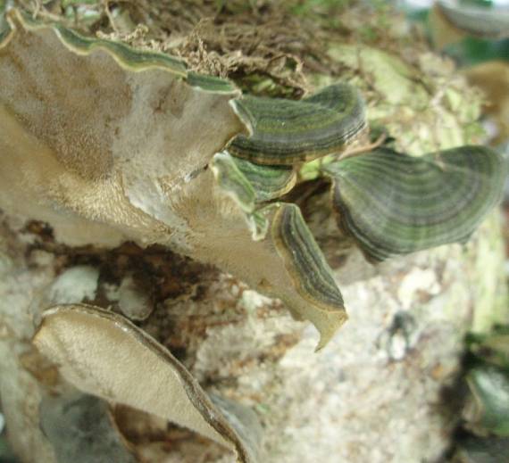 trudnikovec pestry, detail Trametes versicolor (L.) Lloyd