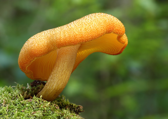 čírovec ozdobný Tricholomopsis decora (Fr.) Singer