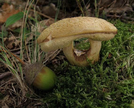 hřib moravský Aureoboletus moravicus (Václ. Vacek) Klofac