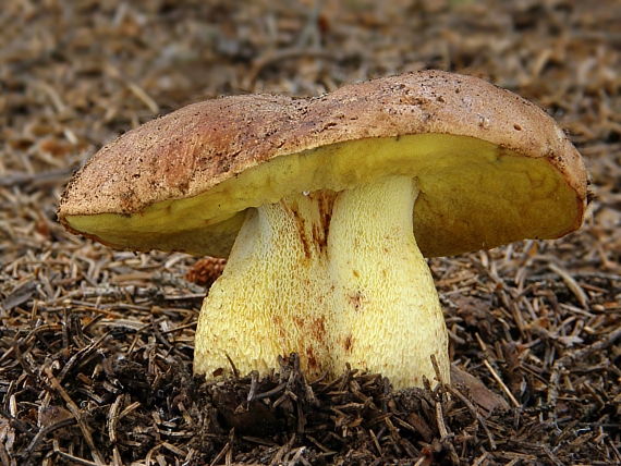 hríb horský Butyriboletus subappendiculatus (Dermek, Lazebn. & J. Veselský) D. Arora & J.L. Frank