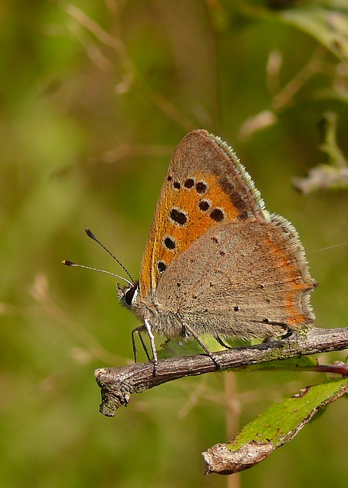 ohniváčik čiernokrídly  Lycaena phlaeas