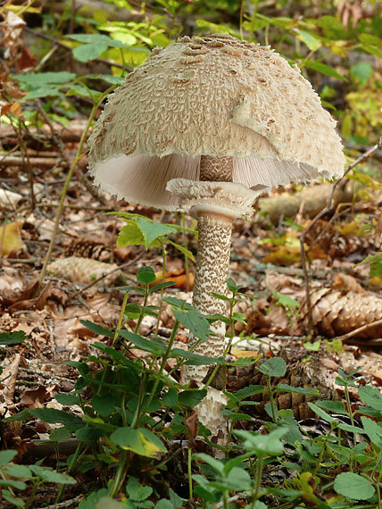 bedľa vysoká Macrolepiota procera (Scop.) Singer