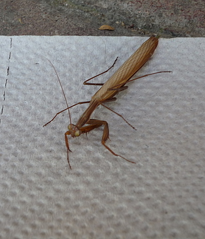 Modlivka zelená- Kudlanka nábožná. Mantis religiosa