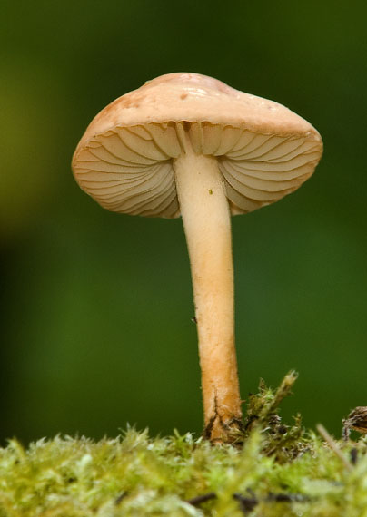 tanečnica poľná Marasmius oreades (Bolton) Fr.