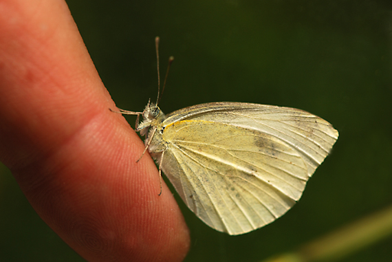 mlynárik repový Pieris rapae